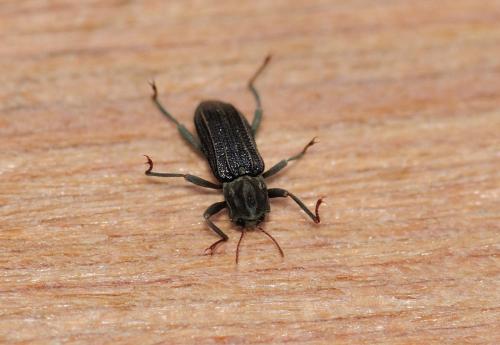 Stenelmis canaliculata
